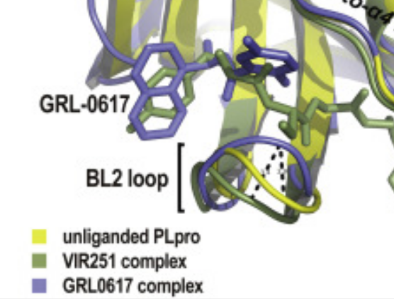 File:BL2 loop diff conformations.png