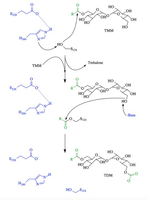 General reaction catalyzed by Antigen 85C