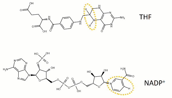 The reaction catalyzed by DHFR reduces a double bond in dihydrofolate (DHF) to form tetrahydrofolate (THF) by transfering a hydride from nicotinamide adenine dinucleotide phosphate (NADPH)
