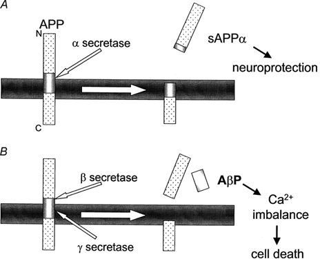 File:APP2.png
