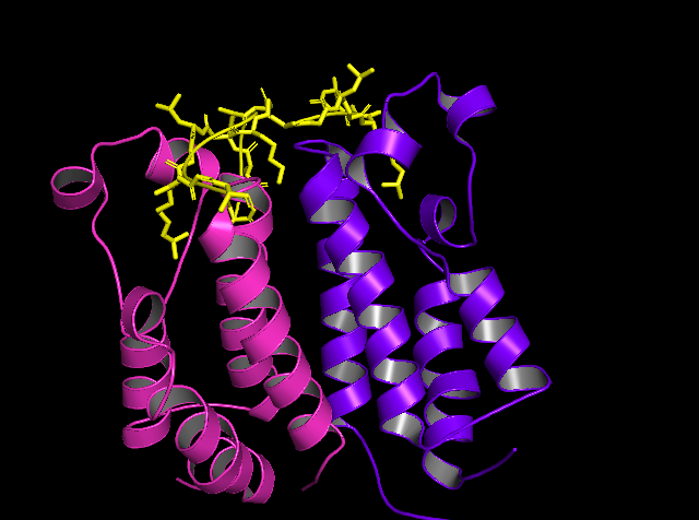 File:BD1HomodimerTertiaryStructure.png