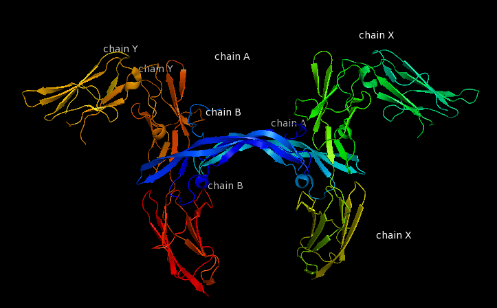 File:Labeled PDGF-R r.png