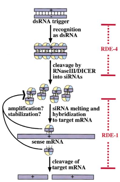 File:Image-RDE-4 Mechanism.png