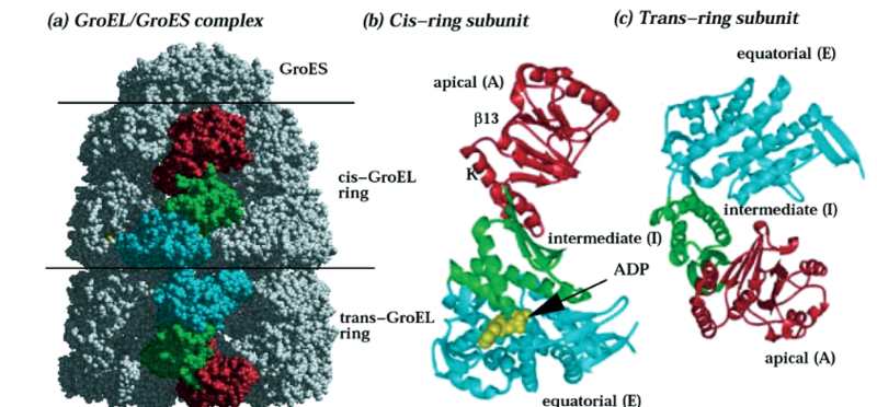 File:Structure of GroEL.PNG