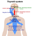 Thumbnail for version as of 16:47, 17 March 2023
