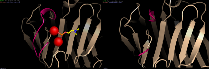 File:Loop Ca2+.PNG
