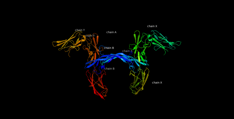 File:Labeled PDGF-R.png