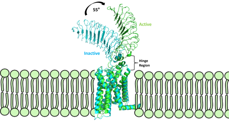 File:Finalmorphpic2.png
