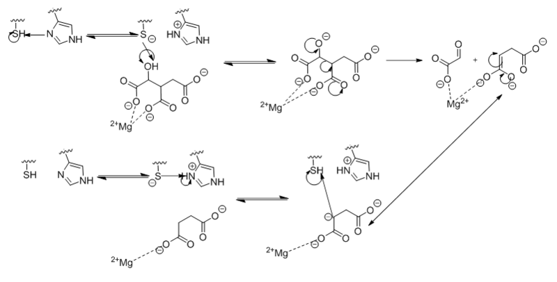 File:Complete Mechanism.PNG