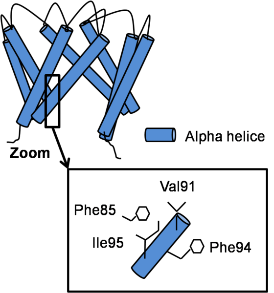 File:Open structure.png