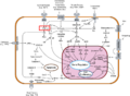 Thumbnail for version as of 12:10, 3 November 2010