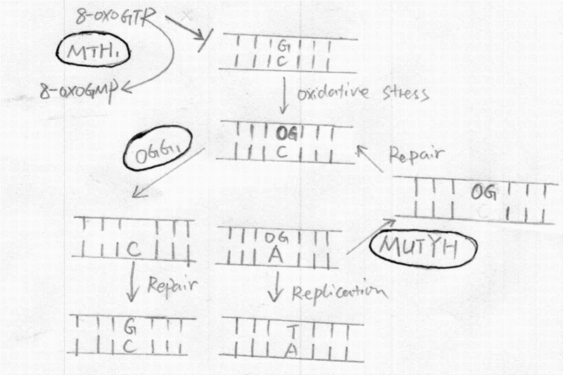 File:Transversion mutation.gif