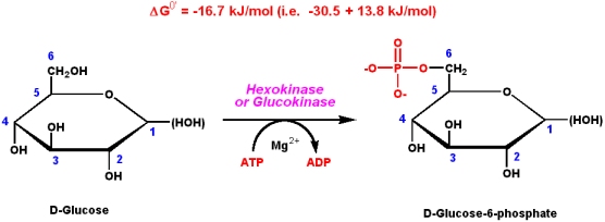 Figure 1: The initial reaction of glycolysis involving hexokinase. This is a mechanism by which the influx of substrate into the glycolytic pathway is controlled.