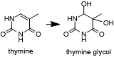 Thymine may oxidized to form a lesion that must be repaired or bypassed.