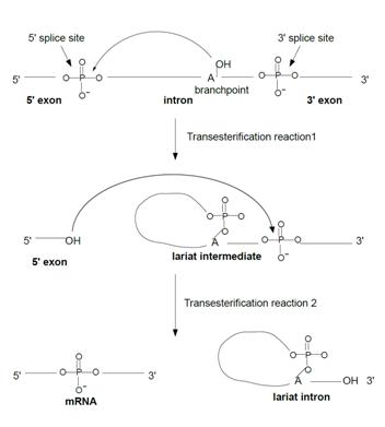 Figure 2.  The transesterificiation reactions of pre-mRNA splicing (after Brow 2002)