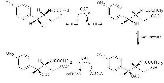 Reaction mechanism of CAT III
