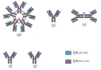 Image:Immunoglobulin.jpg