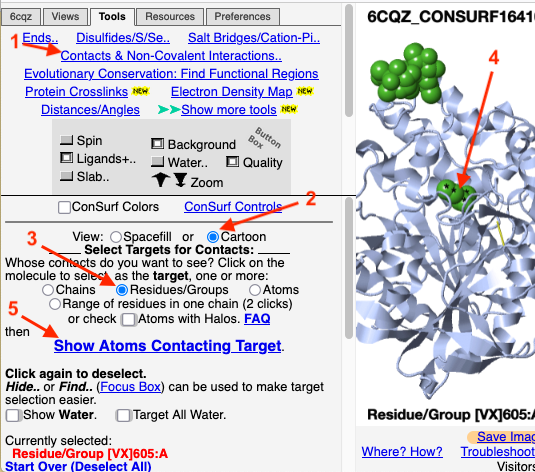 Image:6cqz-consurf-contacts-ligand-selection.png