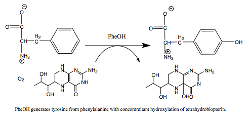 Phenylalanine mechanism