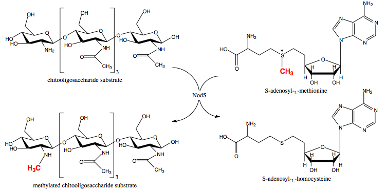 Methylation reaction catalyzed by NodS