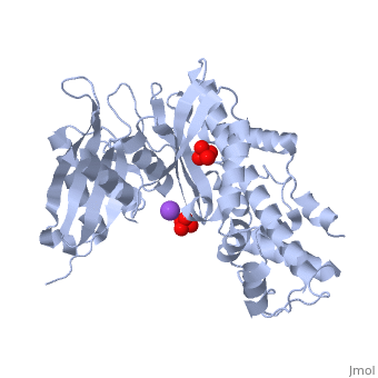 The Structure and Mechanism of Hexokinase - Proteopedia, life in 3D