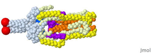 Image:Spike protein fusion solid morph from Proteopedia.Org.gif