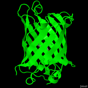 https://proteopedia.org/wiki/images/2/26/Green_Fluorescent_Protein.gif