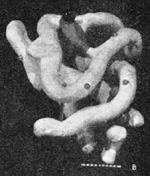 Image:Myoglobin1958.png