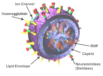 Structure of an influenza virus .