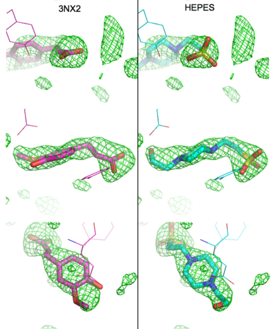 Figure: Simulated annealing omit map (Fo – Fc) in region of active site, contoured at 3σ. On the left is the superposition of the structure of ferulate from 3nx2 (magenta C atoms), and on the right the refined HEPES molecule (cyan C atoms). The three views show different aspects of the density and modeled molecules. In addition we have included Tyr27 and Glu134 from each respective structure. Prepared with PyMOL.
