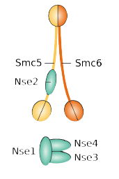 Scheme of SMC5-6 complex