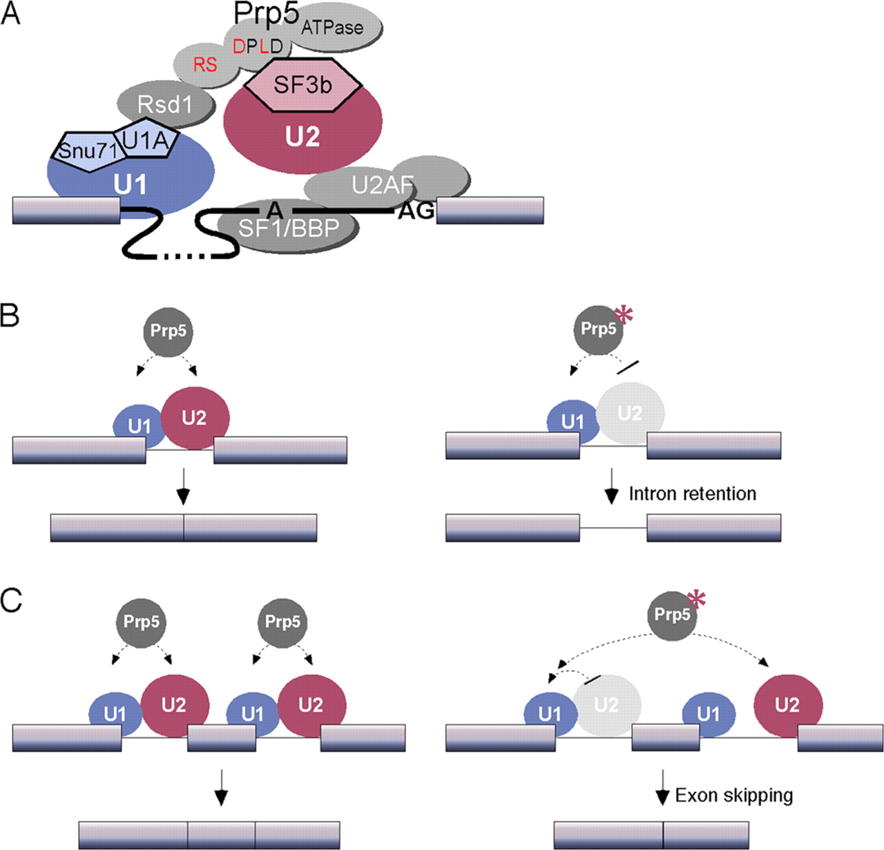 Image:U2U1 Splicing.jpeg