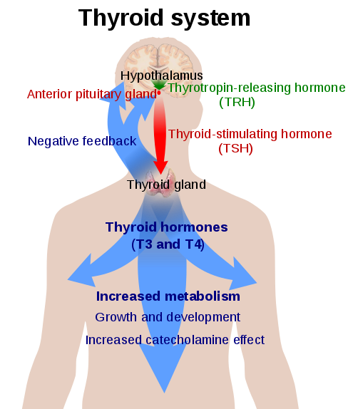 Image:Thyroid System.png