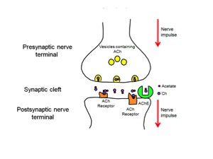 Cholernergic Synapse