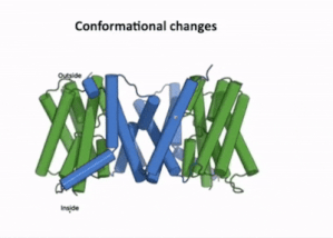 Figure 3:A clip taken from the YouTube video entitled: Structure and mechanism of the plant PIN-FORMED auxin transporter Posted by Nanion Technologies Link: https://www.youtube.com/watch?v=NPQK7T_UhrI Time stamp: 29:57 - 30:31 Speakers: Asc prof. Bjørn Panyella Pedersen. Dept of Molecular Biology and Genetics Aarhus University, Denmark Asc prof. Ulrich Hammes. Plant Systems Biology Technical University of Munich, Germany
