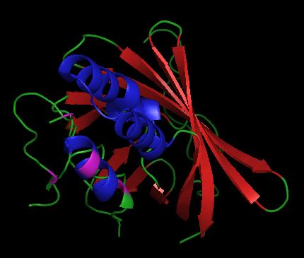 Figure 1: Cropped Pymol image of 1vpr highlighting the β-barrel structure and tri-helix. The four histidine residues implied in pH-dependant activity regulation are highlighted in pink.