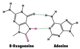 Image:Oxoguanina-adenina.jpg