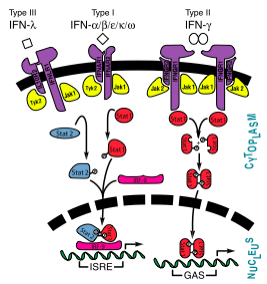Interferon JAK-STAT Pathway showing interferons types I, II, and III