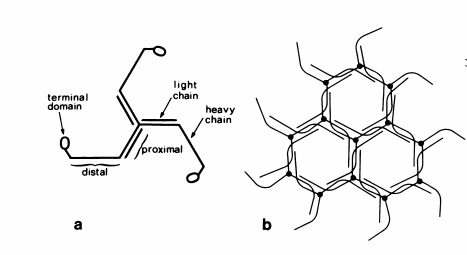 Figure 1. a) Clathrin monomer with labeled heavy and light chains b) Clathrin monomers forming a basic lattice structure. Clathrin is made of individual triskelion components that come together to form the cage-like structure of clathrin. Each vertex is composed of a triskelion leg. Although there are various packing models for clathrin cage assembly, the overall theme is multiple triskelions coming together to form the cage like structure.