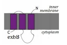 The Structure of ExbB