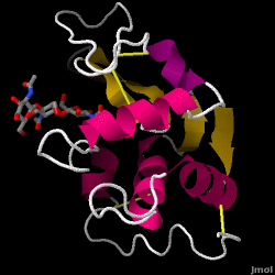 Hen egg-white lysozyme, 1HEW (scroll down to the structure section for interactive figure)
