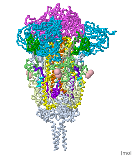 Image:SARS-CoV-2-spike-protein-6xr8-domains-from-Proteopedia.Org.gif