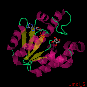 Image showing ADP and shikimate (SKM) bound to SK as a ternary complex 2dfn. Secondary structural elements are also highlighted.