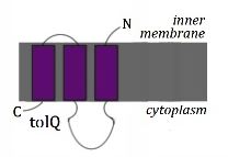 The TolQ Membrane-spanning domains 