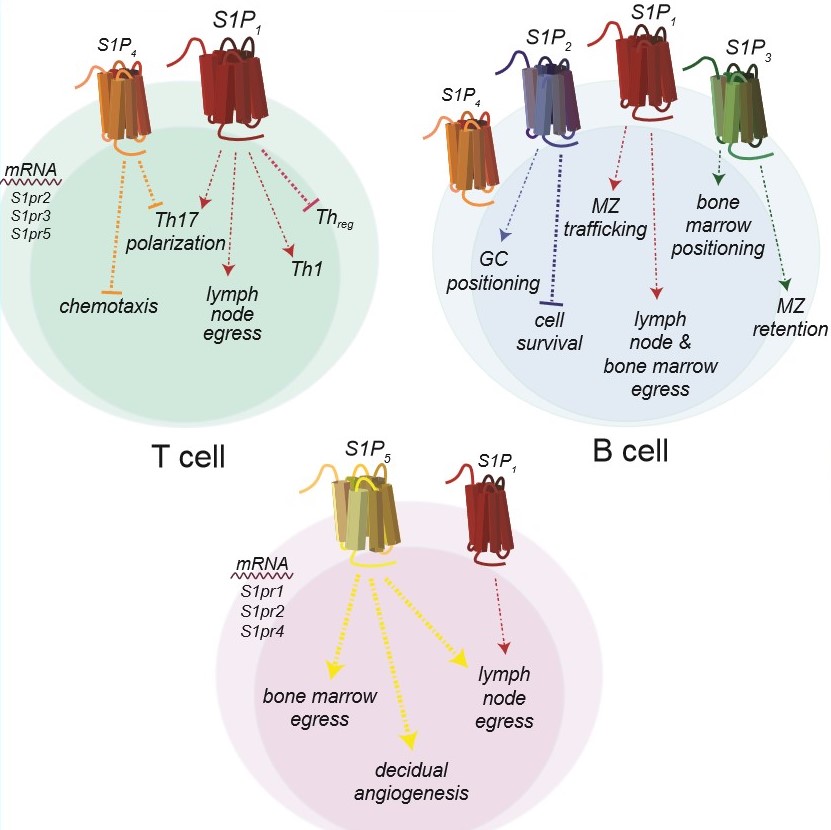 Fig20:  Expression of S1PR and responses by cells of the acquired immune system. T cells express S1P1 and S1P4, B cells express S1P1, S1P2, S1P3, and S1P4, and natural killer (NK) cells express S1P1 and S1P5(1).