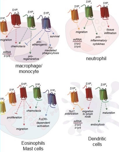 Fig21:  Expression of S1PR and responses by cells of the innate immune system. Monocytes and/or macrophages express S1P1-4, neutrophils express S1P1, S1P3, and S1P4, eosinophils and mast cells express all S1PR, and dendritic cells express S1P1, S1P3, and S1P4(1).