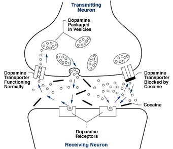 Dopamine re-uptake is inhibited in the presence of cocaine at the synaptic cleft.