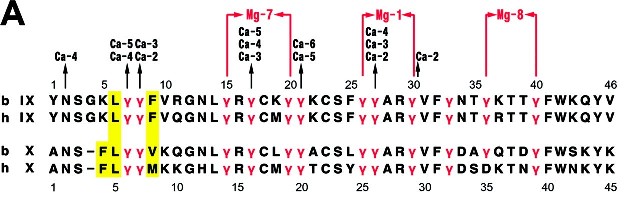 The Gla domain of factors IX and X . A, the numbering at the top refers to sequences of bovine (b) factors IX and X, and the numbering at the bottom refers to sequences of human (h) factors IX and X. Gla residues are represented by  and colored in red. The black and red arrows above the residues indicate the coordinating Ca2+ and Mg2+ ions, respectively. The yellow columns represent the putative sites on the membrane for the insertion of hydrophobic residues.
