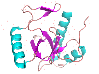 Figure 1A: Cartoon model of 3PFS motif. β-sheets(magenta) and helixes(orange) are shown. generated in PyMOL using PDB: 3PFS