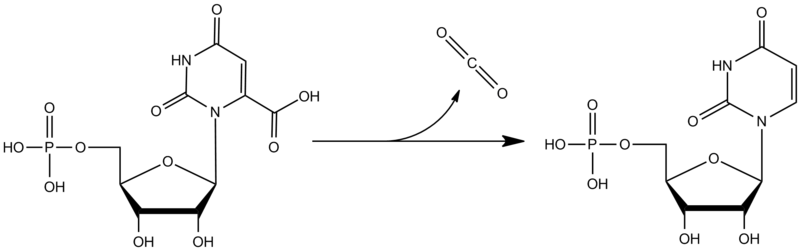 Decarboxylation of OMP to UMP